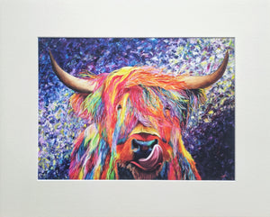 Highland Coo