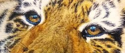 Tiger's Time Out  - canvas print