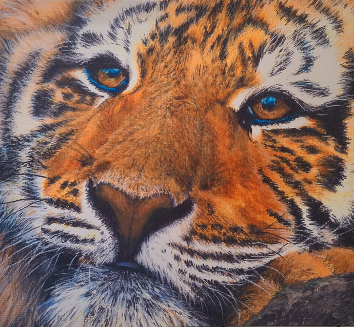 Tiger's Time Out  - canvas print