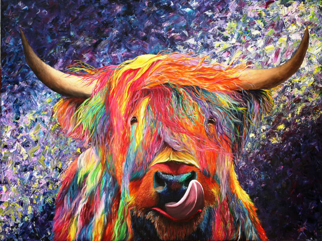 Highland Coo